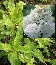 Hortensja bukietowa (Hydrangea paniculata) 